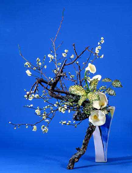 老梅 苔枝 古木 正月飾り 生け花 華道 用 1月の花材-枝